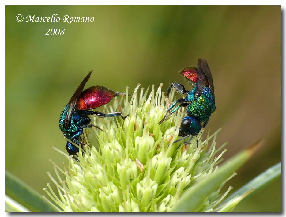 Hedychrum nobile (?) (Chrysididae) dalla Sicilia